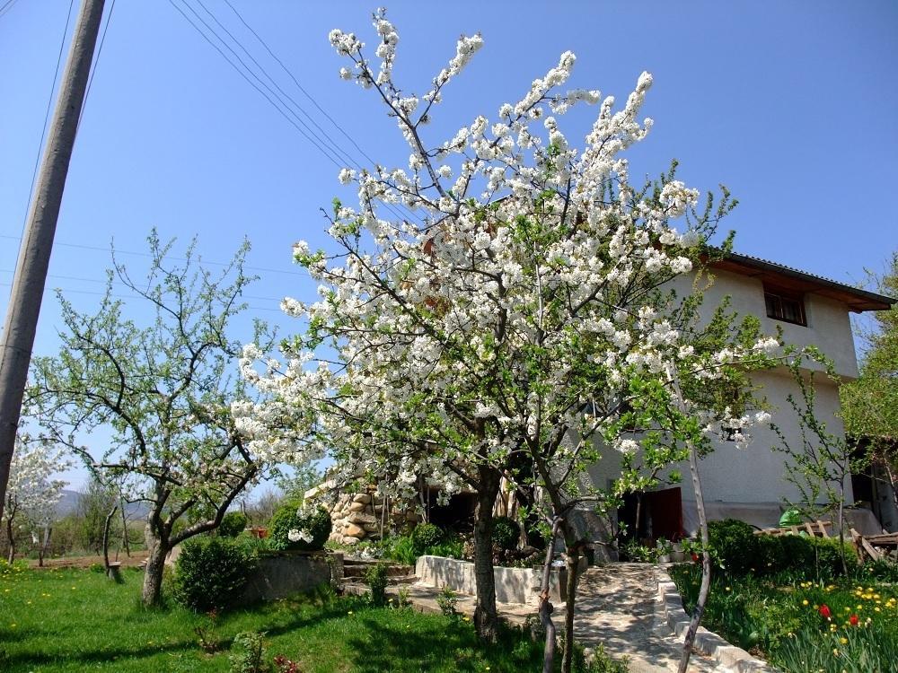 Къща За Гости Каза Роза - Swiss Style Chalet Casa Rosa Guest House 丘斯滕迪尔 客房 照片